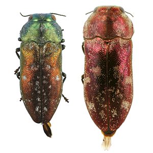 Diphucrania nubeculosa, PL3150, PL0349B, male and female